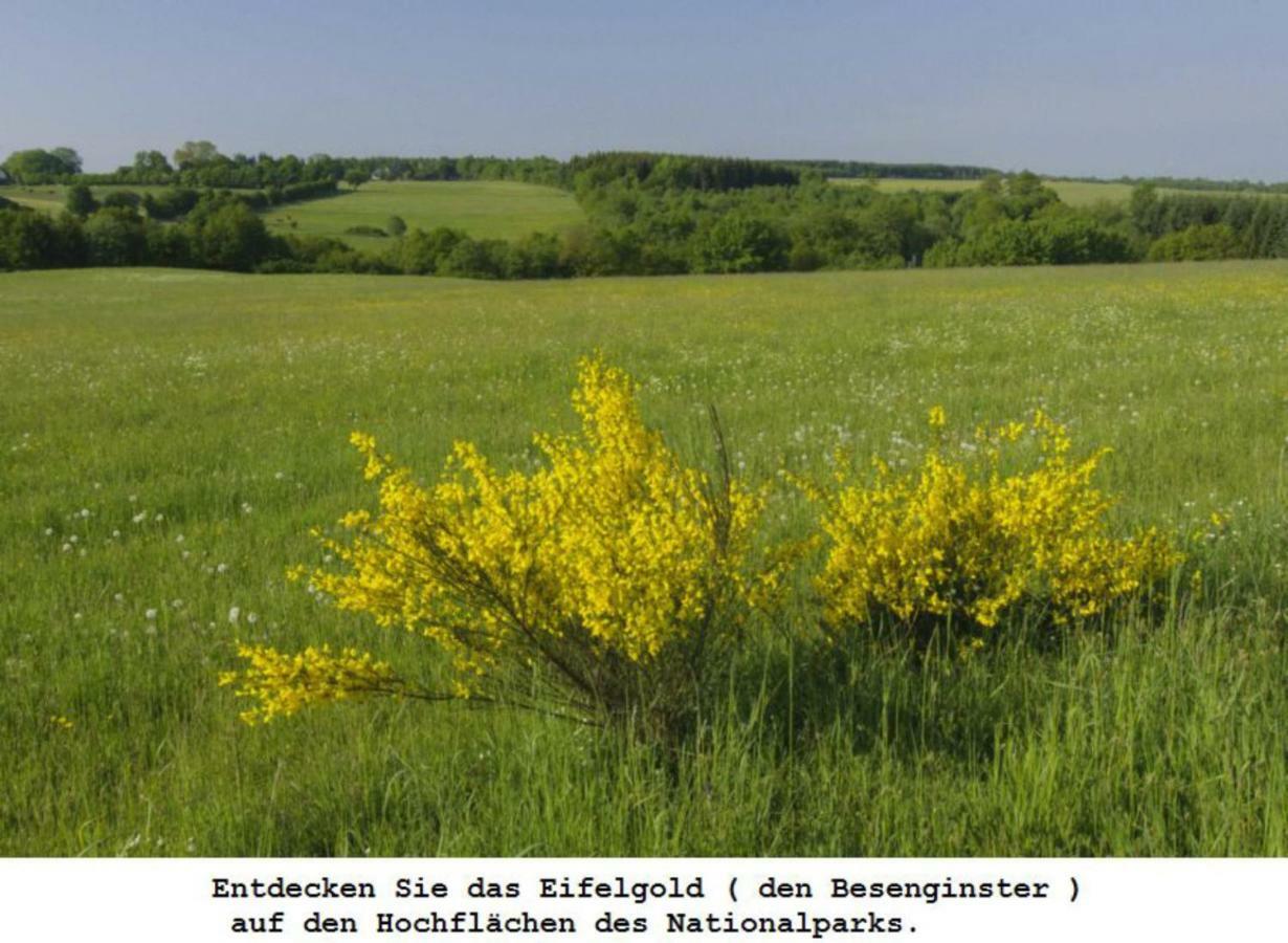 Ferienwohnung Gross B Schleiden Bagian luar foto