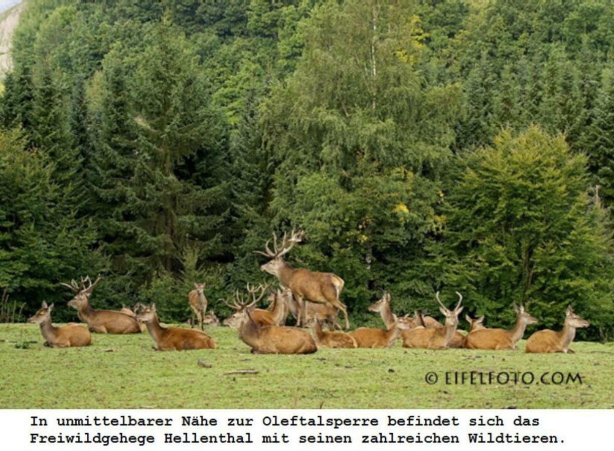 Ferienwohnung Gross B Schleiden Bagian luar foto