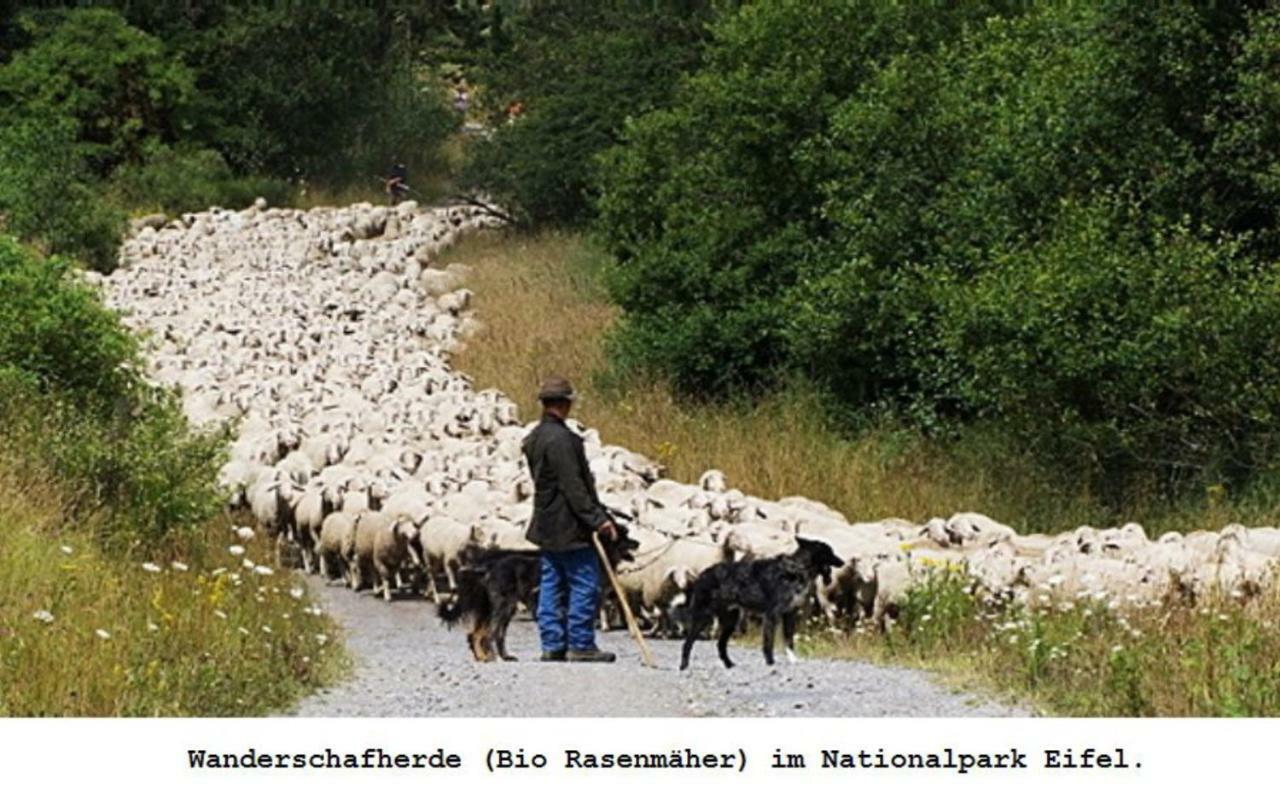 Ferienwohnung Gross B Schleiden Bagian luar foto
