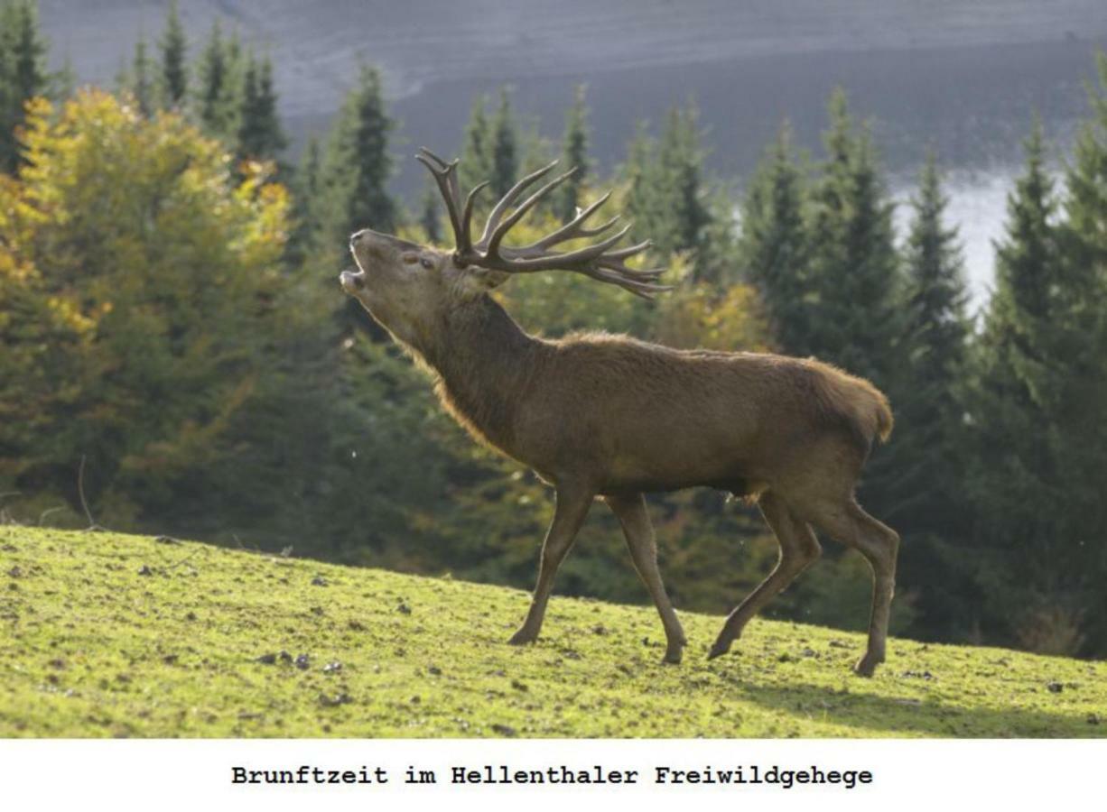 Ferienwohnung Gross B Schleiden Bagian luar foto